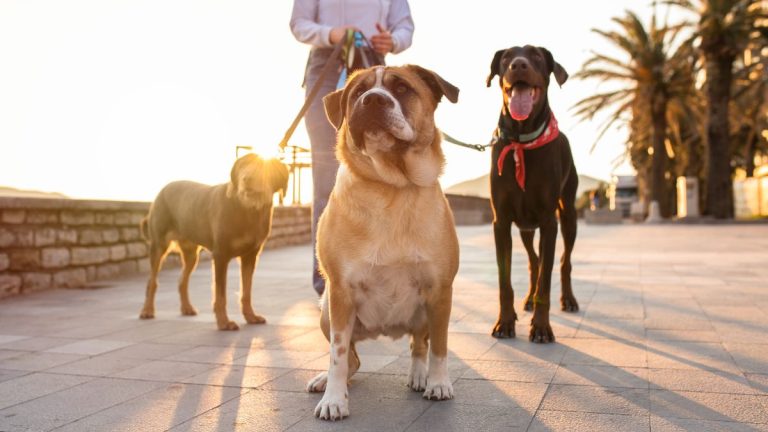 dog instagrammer (1)