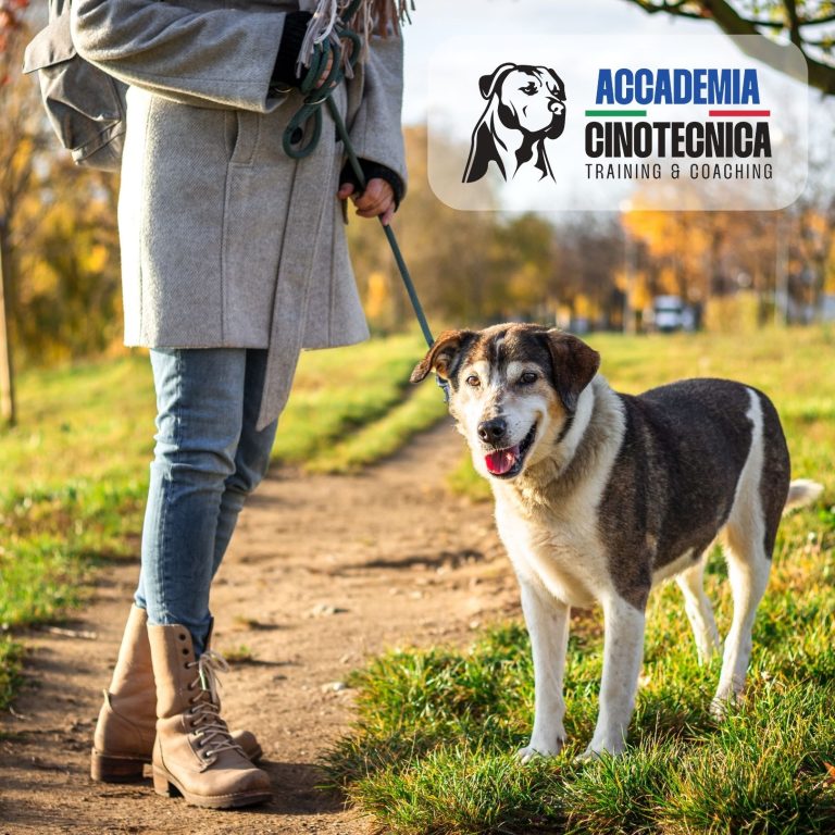 DOG WALKING a VERONA (6)