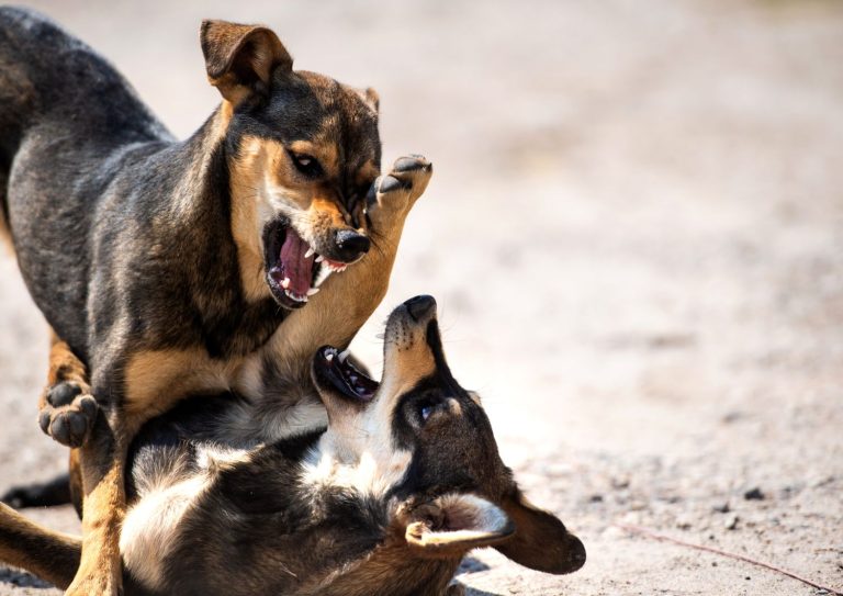 aggressività del cane (1)
