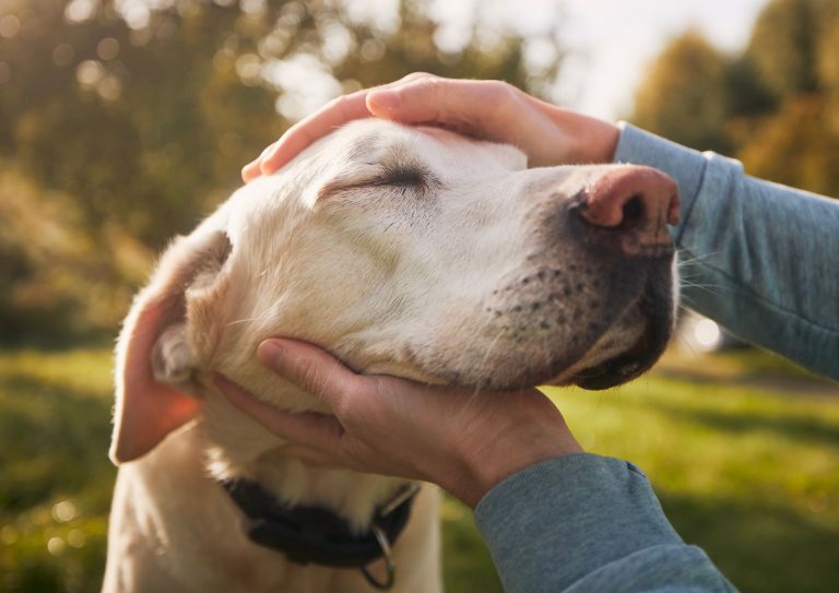 adottare un cane adulto