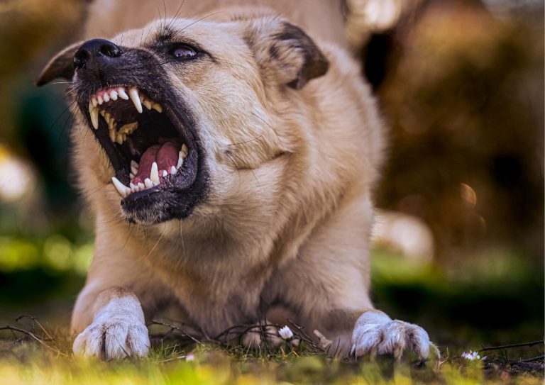 aggressività del cane