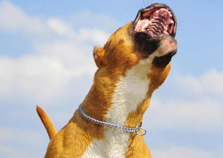 seminario aggressività del cane