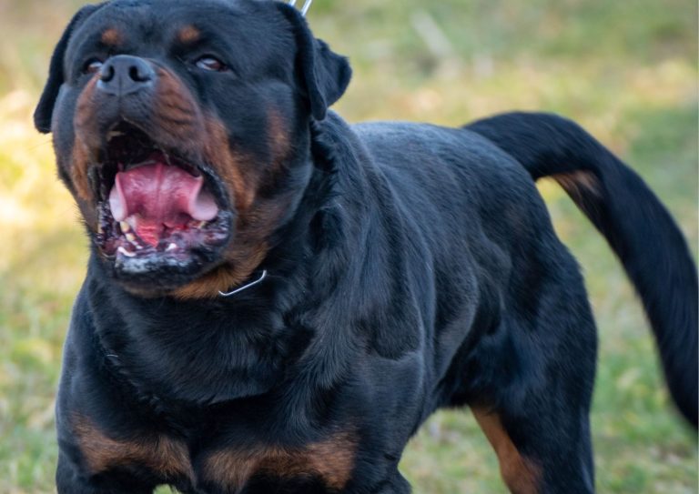 seminario cani mordaci con gariel bohoru