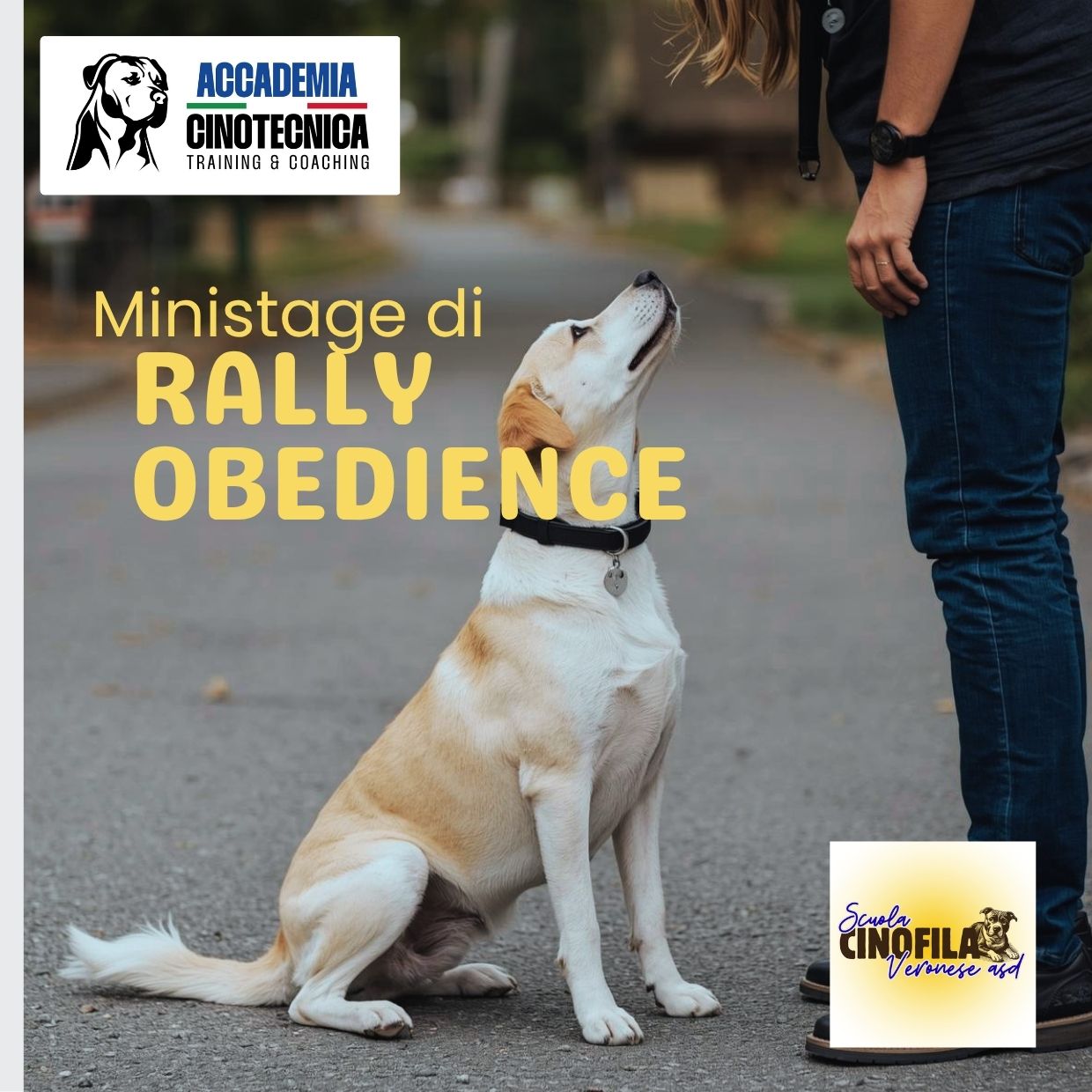 Mini Stage RALLY OBEDIENCE a Verona Est – Domenica 4 ottobre 2026 ore 09:30