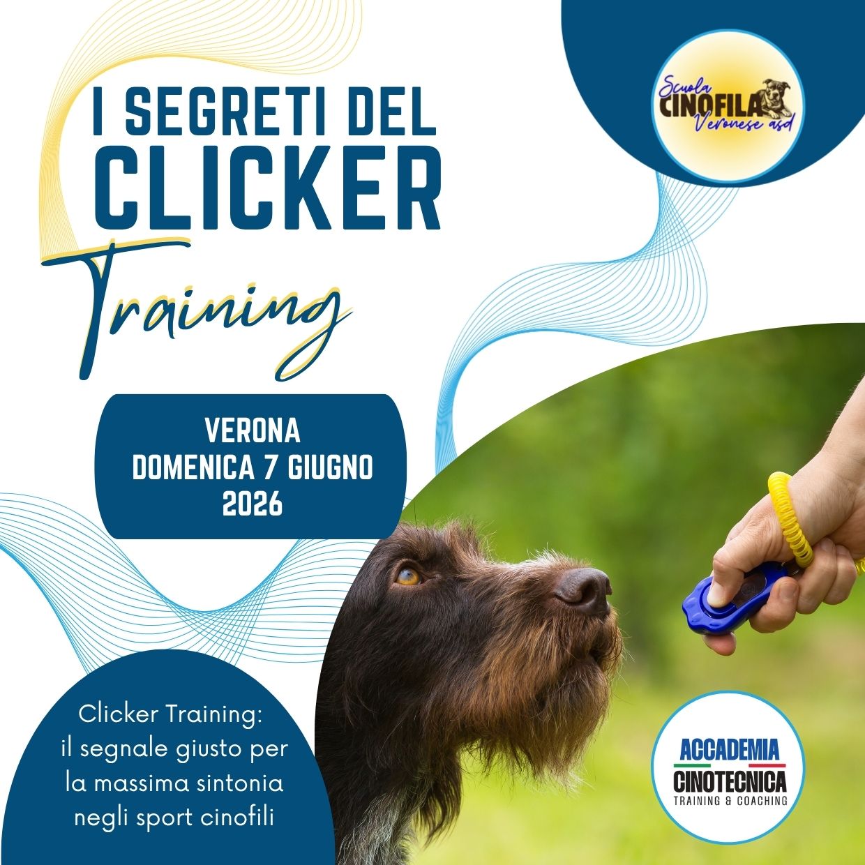 Corso I SEGRETI DEL CLICKER TRAINING – domenica 7 giugno 2026