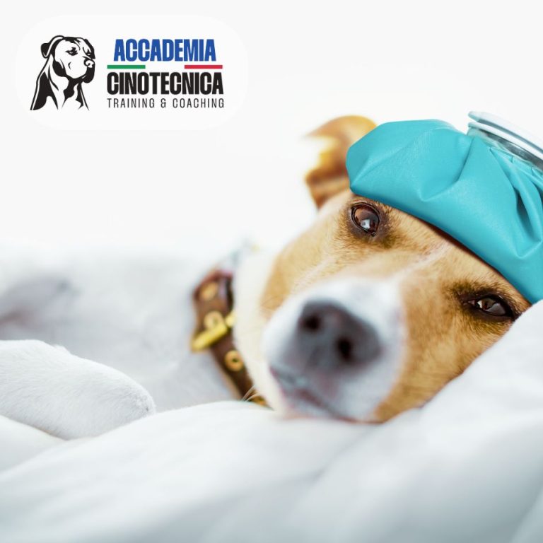 corso primo soccorso cane