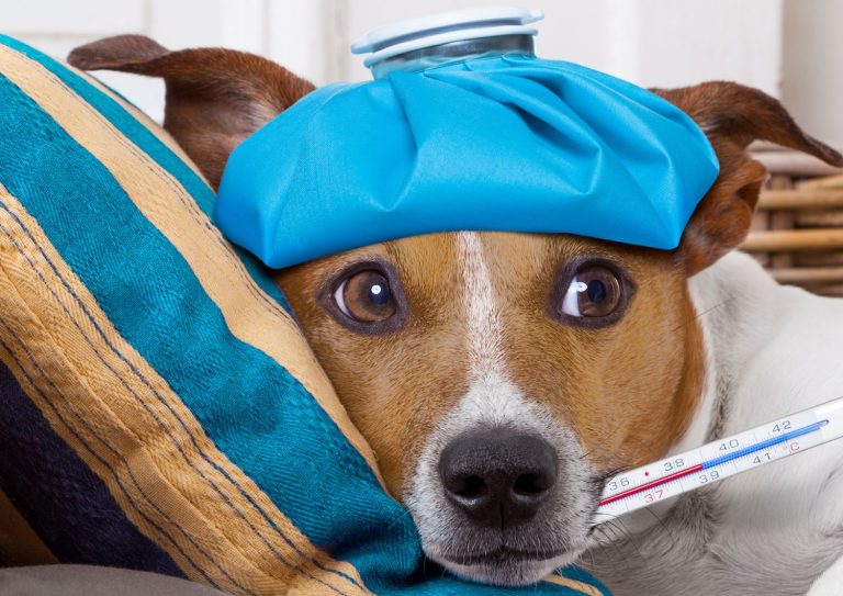 primo soccorso cani