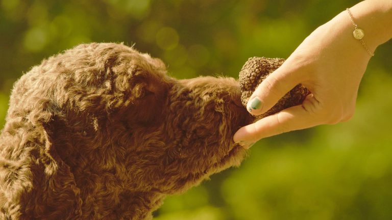 ricerca sportiva tartufo