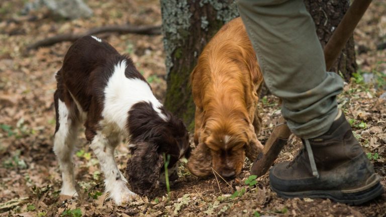corso ricerca tartufo