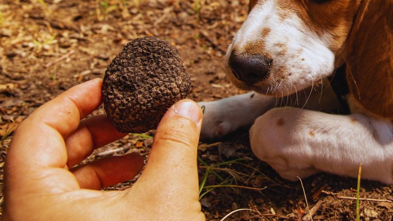 corso ricerca tartufo verona