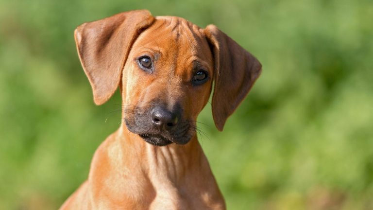 cucciolo