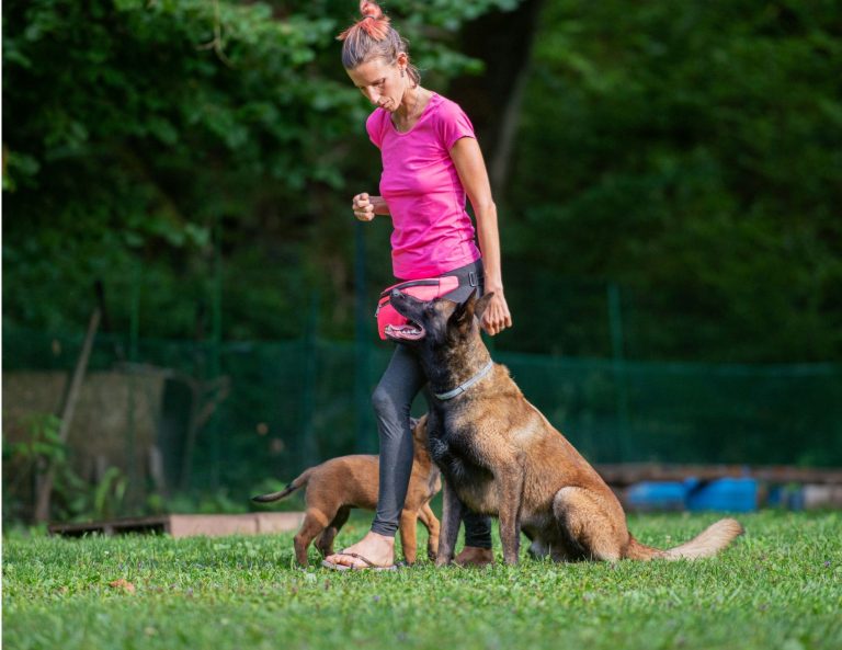 mini stage rally obedience con angelica da ronco
