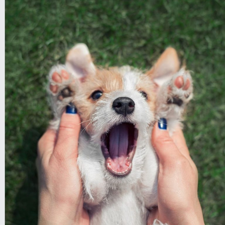 verona puppy class