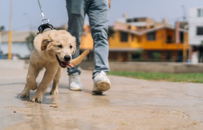 cane che tira al guinzaglio