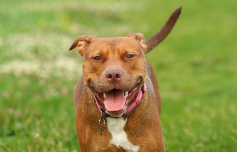 corso gestione cane pitbull a Verona