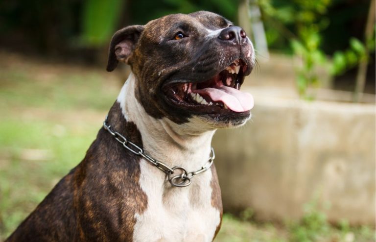 gestione del cane pitbull