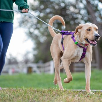 cani al parco