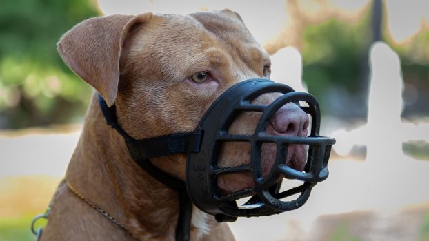 corso patentino cani (1)